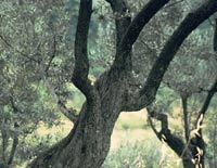 Knorriger Olivenbaum
