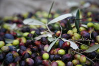 geerntete Oliven